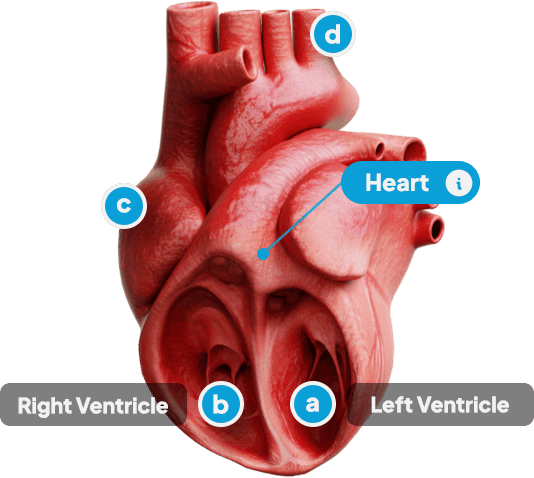 3D model of a human heart displayed in Assemblr Studio, showcasing detailed anatomy with labeled parts for interactive learning and exploration.